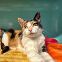ZELY, chatte à adopter