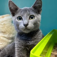 COQUILLETTE, chatte à adopter