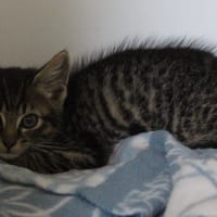 Kimono, chat à adopter