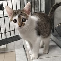 CAT PITAINE, chat à adopter