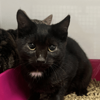 TAO, chatte à adopter
