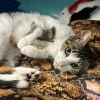 CALINE, chatte à adopter