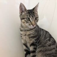 COPAIN (RESERVE), chat à adopter