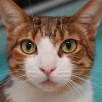 PERSEE, chatte à adopter