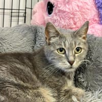 MISSY, chatte à adopter
