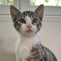 Sunny (réservée), chatte à adopter