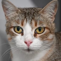 Minouche "En cours d'adoption", chatte à adopter