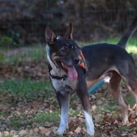 Filou, chien à adopter