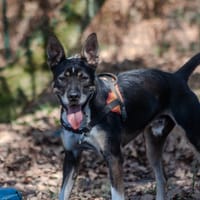 Filou, chien à adopter