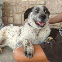 YALA, chienne à adopter