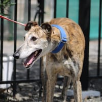 SENORITO, chien à adopter