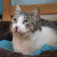MAYA, chatte à adopter