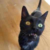 ASTA, chat à adopter