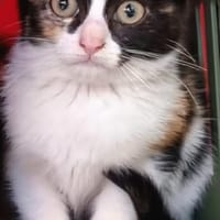 Mitsu, chatte à adopter
