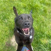 Laos, pies do adopcji