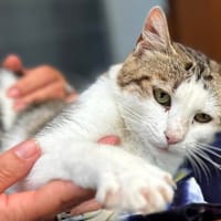 BELLA**, chatte à adopter
