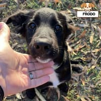 FRODO, cane da adottare