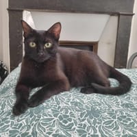 Malie, chatte à adopter