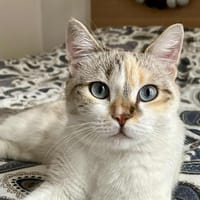 Nougatine, chatte à adopter