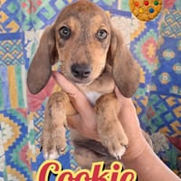 COOKIE della serie I DOLCETTI, cane da adottare