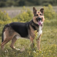 Denzel, pies do adopcji