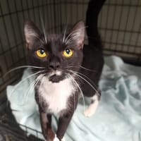 Pandzia, kotka do adopcji