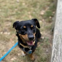 Mila, suczka do adopcji