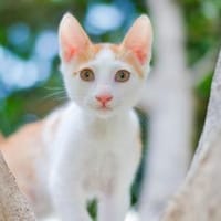 ROCKY - schmusig und total verspielt!, Kater zur Adoption