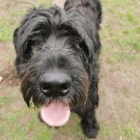 Riesenschnauzer wie er im Buche steht, Hund zur Adoption