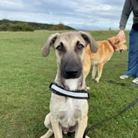 Hamlet, sehr sozial, katzenverträglich,, Hund zur Adoption