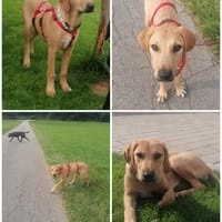 Bella, fröhlich,sehr sozial, kinderlieb, Hündin zur Adoption