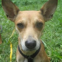 Sol6 sucht ein Zuhause, Hündin zur Adoption