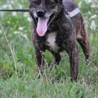 Gustav - fröhlich u. verspielt, Hund zur Adoption