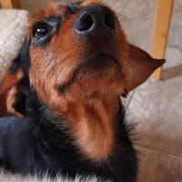 Byron 5 Monate lieber Dackelmix, Hund zur Adoption