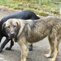 Sanfte Seele Yuna sucht ihr Rudel, Hündin zur Adoption