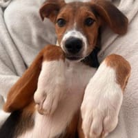 Lotti sucht ihre Familie, Hündin zur Adoption