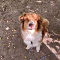 Marley der Schöne, Hund zur Adoption