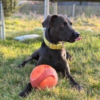 Miles - ein Unglücksrabe, Hund zur Adoption