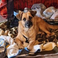 Liebe Lahja sucht Körbchen fürs Leben!, Hündin zur Adoption