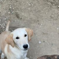 Agile Cordula, Hündin zur Adoption