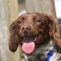 BRAIS, Hündin zur Adoption