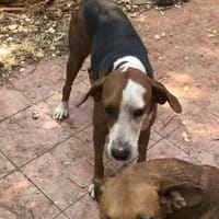 Eleonora - sanfte Hündin sucht Zuhause, Hündin zur Adoption