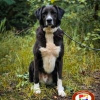 Goldstück Tobi - sucht ein Zuhause, Hund zur Adoption