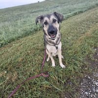 Mario - ein Jungspund, Hund zur Adoption