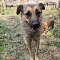 Olympia - junge Hundemama, Hündin zur Adoption