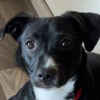 LUISA-zuckersüße  Jung-Hündin, 34 cm, Hündin zur Adoption