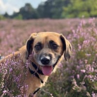 Herzenshund Maria sucht dich!, Hündin zur Adoption