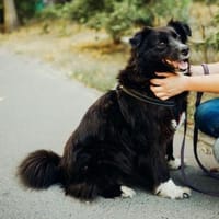 Eira , 3 Jahre alt, sehr freundlich, Hündin zur Adoption