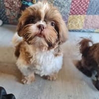 Herzensbrecher Enzi, Hund zur Adoption