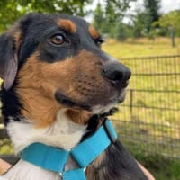 Sonnenschein Leonie - Zuhause gesucht, Hündin zur Adoption